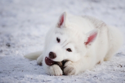 Hope - Wspolne zabawy szczeniat 11 tygodni